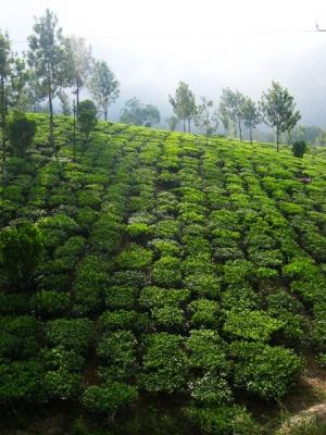 g4/93/586793/3/60228124.MunnarMunnar062.jpg
