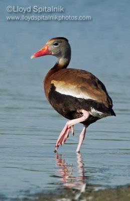 Black-bellied Whistling-Duck