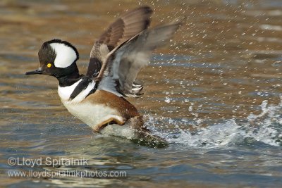 Hooded Merganser (male)