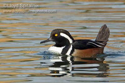 Hooded Merganser