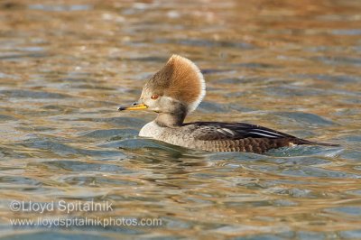 Hooded Merganser