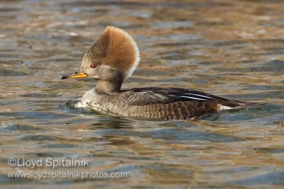 Hooded Merganser