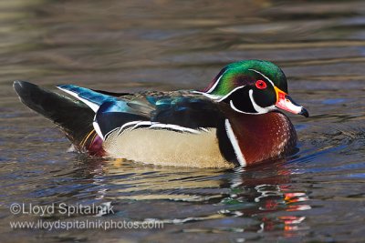 Wood Duck (male)