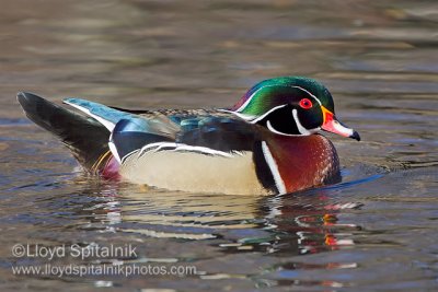 Wood Duck