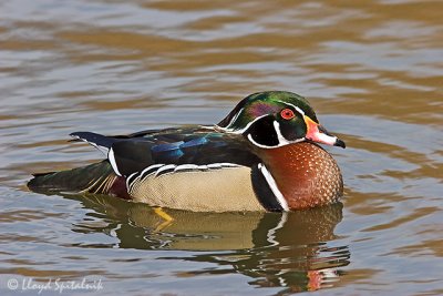 Wood Duck