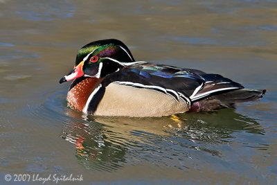 Wood Duck