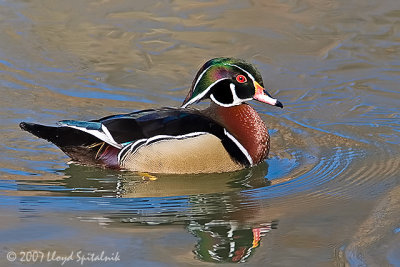 Wood Duck