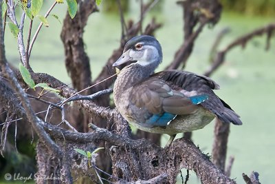 Wood Duck (juvenile male)
