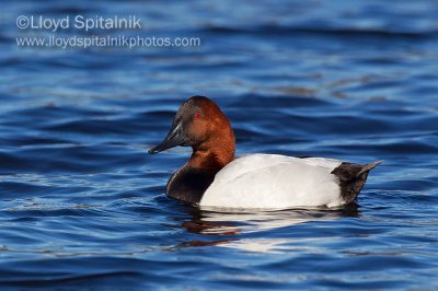 Canvasback