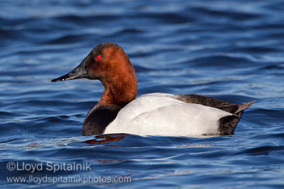 Canvasback