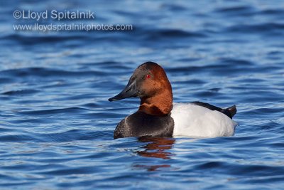 Canvasback