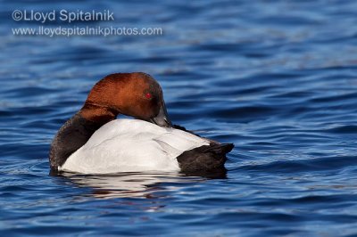 Canvasback