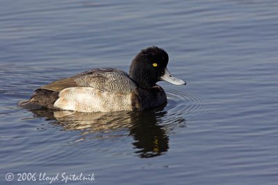 Lesser Scaup