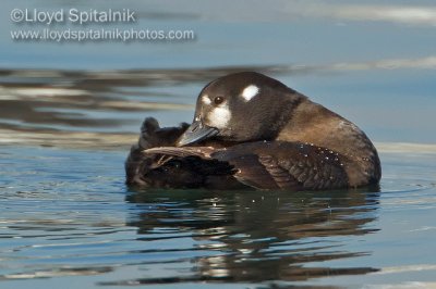 Harlequin Duck (female)