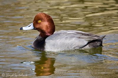 Redhead 