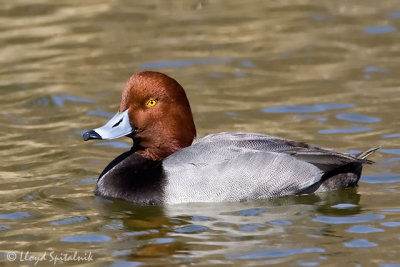 Redhead