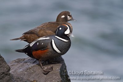 Harlequin Duck