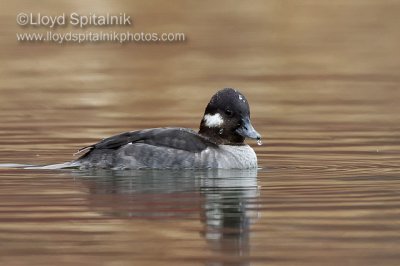 Bufflehead