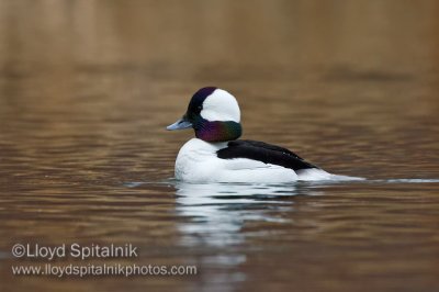 Bufflehead