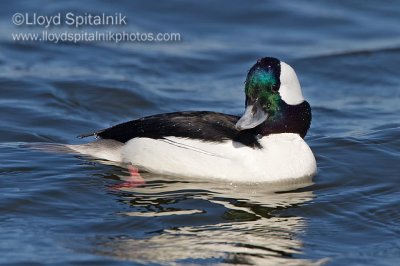 Bufflehead (male)
