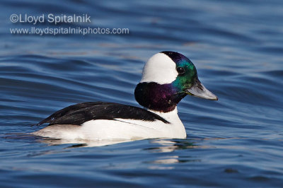 Bufflehead (male)