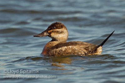 Ruddy Duck (female)