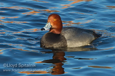 Redhead