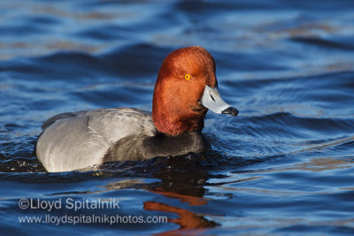 Redhead