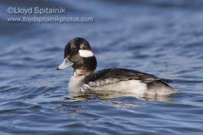 Bufflehead (immature male)