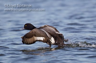Lesser Scaup