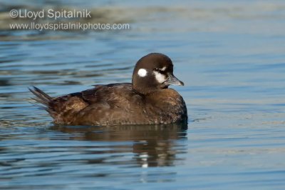 Harlequin Duck (female)