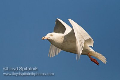 Glaucous Gull