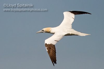 Northern Gannet