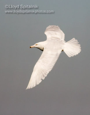 Glaucous Gull