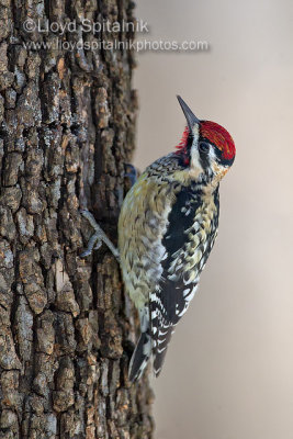 Yellow-bellied Sapsucker