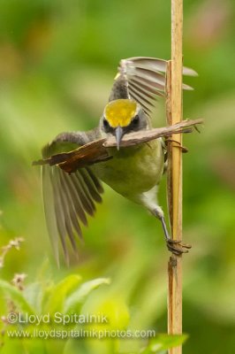 Lawrence's Warbler