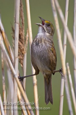 Seaside Sparrow