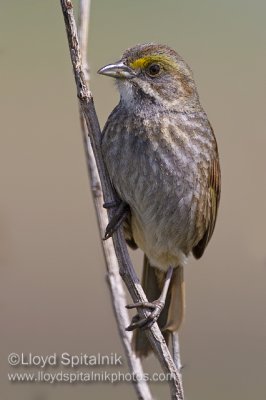 Seaside Sparrow