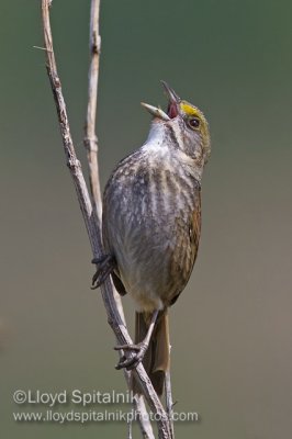 Seaside Sparrow