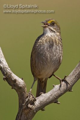 Seaside Sparrow