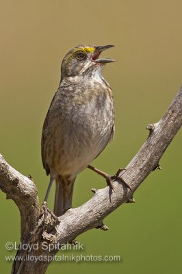 Seaside Sparrow