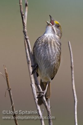 Seaside Sparrow