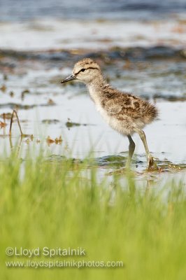 Willet (Eastern chick)