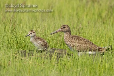 Willet (Eastern adult w/chick)
