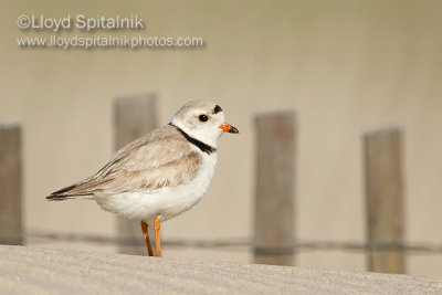 Piping Plover