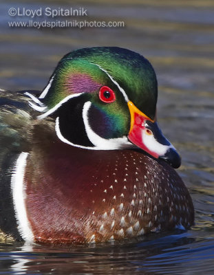Wood Duck