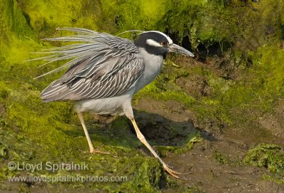 Yellow-crowned Night-Heron