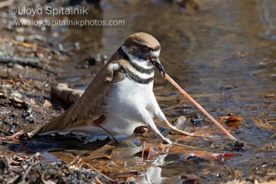 Killdeer