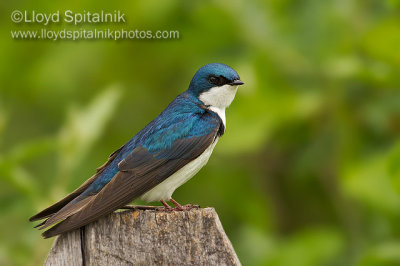 Tree Swallow