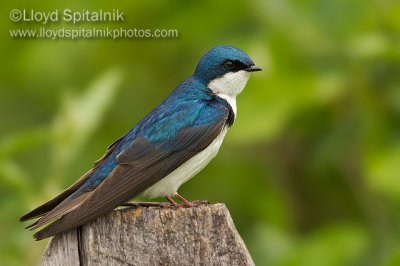 Tree Swallow